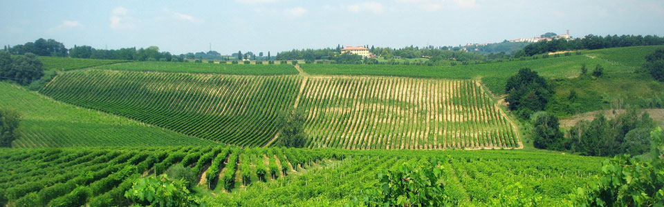 Pali di castagno e come utilizzarli nel vigneto