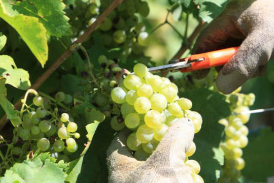 VENDEMMIA ( la raccolta delle uve da vino )